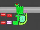 G-protein signaling